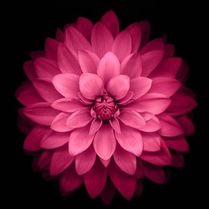 Meet your Posher, Fulin